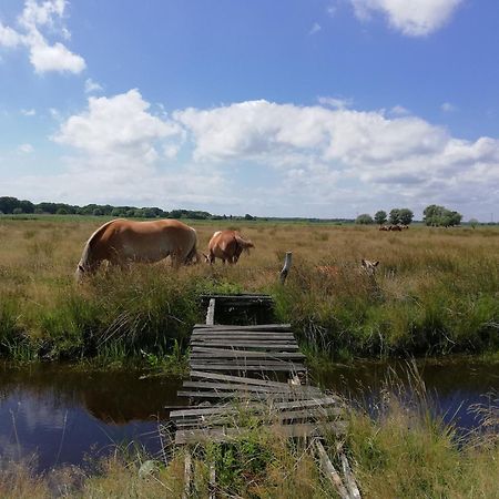 DOM GOŚCINNY PTASZARNIA - Ekologia - Natura - Rewilding Świnoujście Zewnętrze zdjęcie