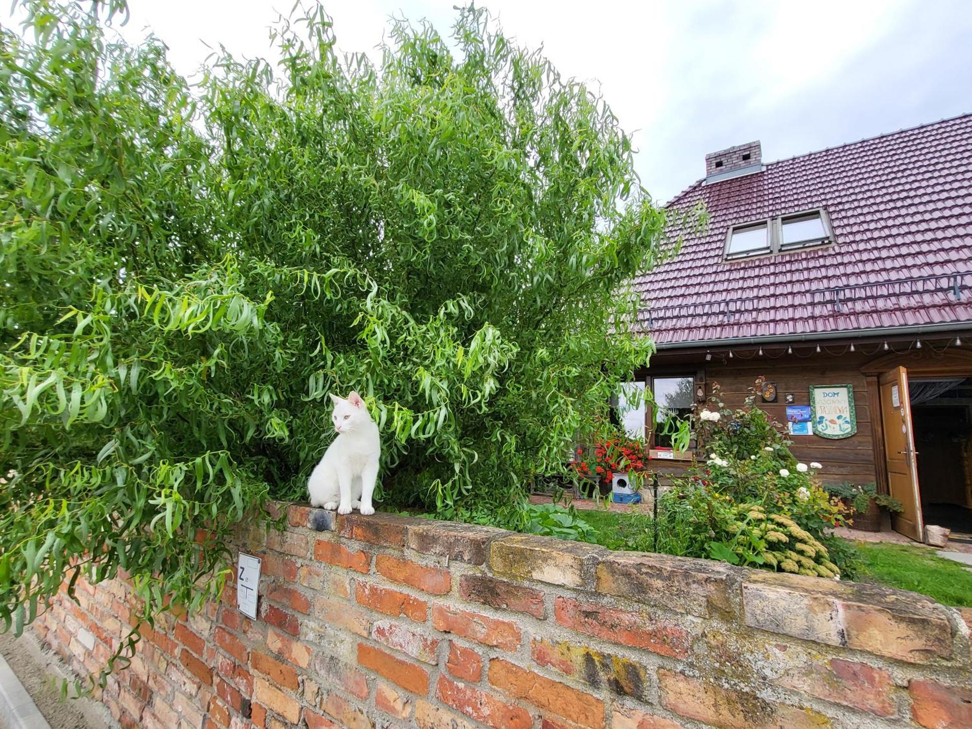 DOM GOŚCINNY PTASZARNIA - Ekologia - Natura - Rewilding Świnoujście Zewnętrze zdjęcie