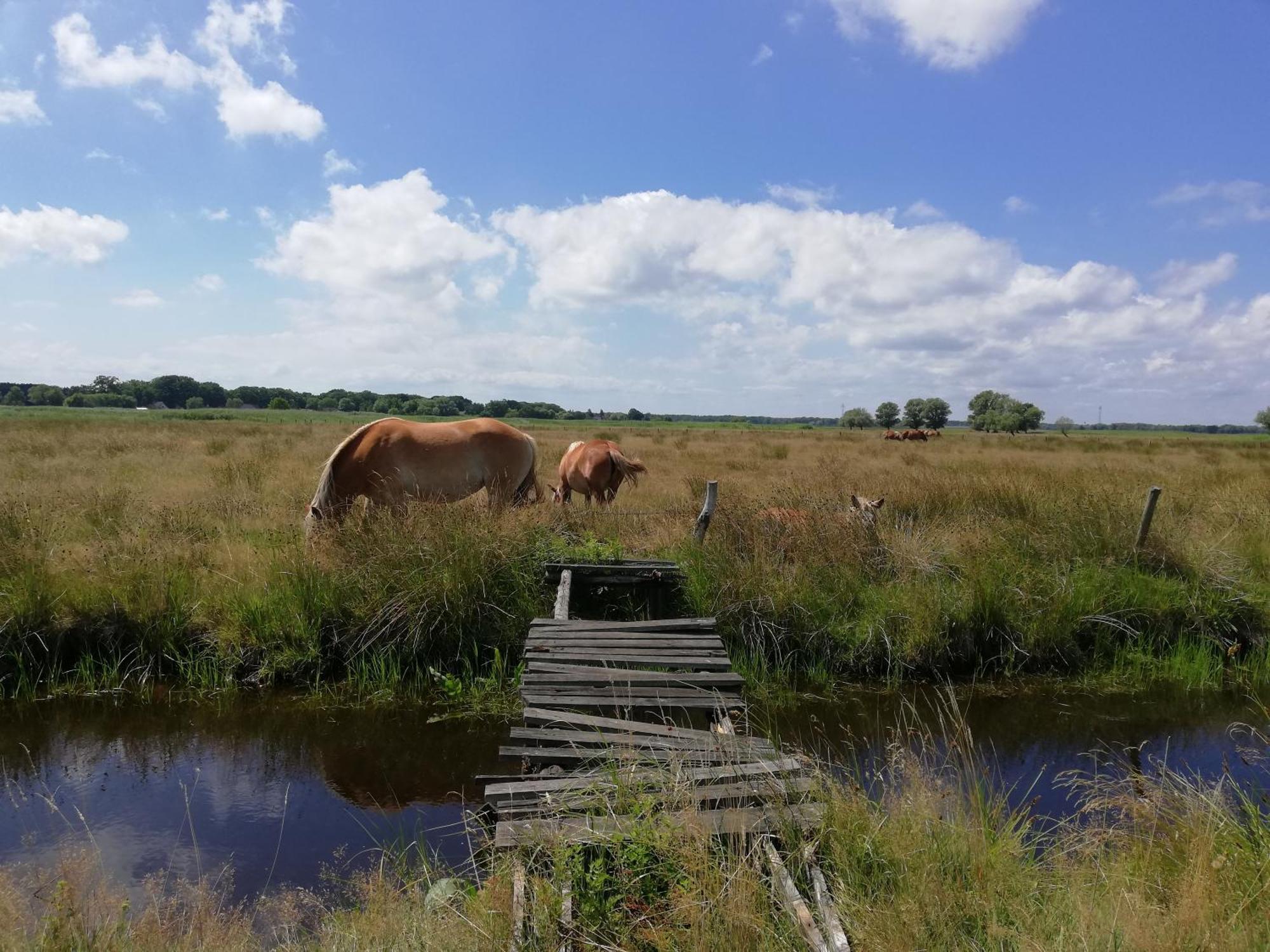 DOM GOŚCINNY PTASZARNIA - Ekologia - Natura - Rewilding Świnoujście Zewnętrze zdjęcie